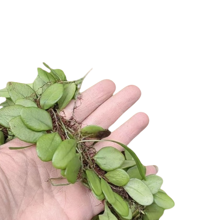 广西抱石莲鱼鳖草石瓜子 瓜子草新鲜采摘产地直发地包邮