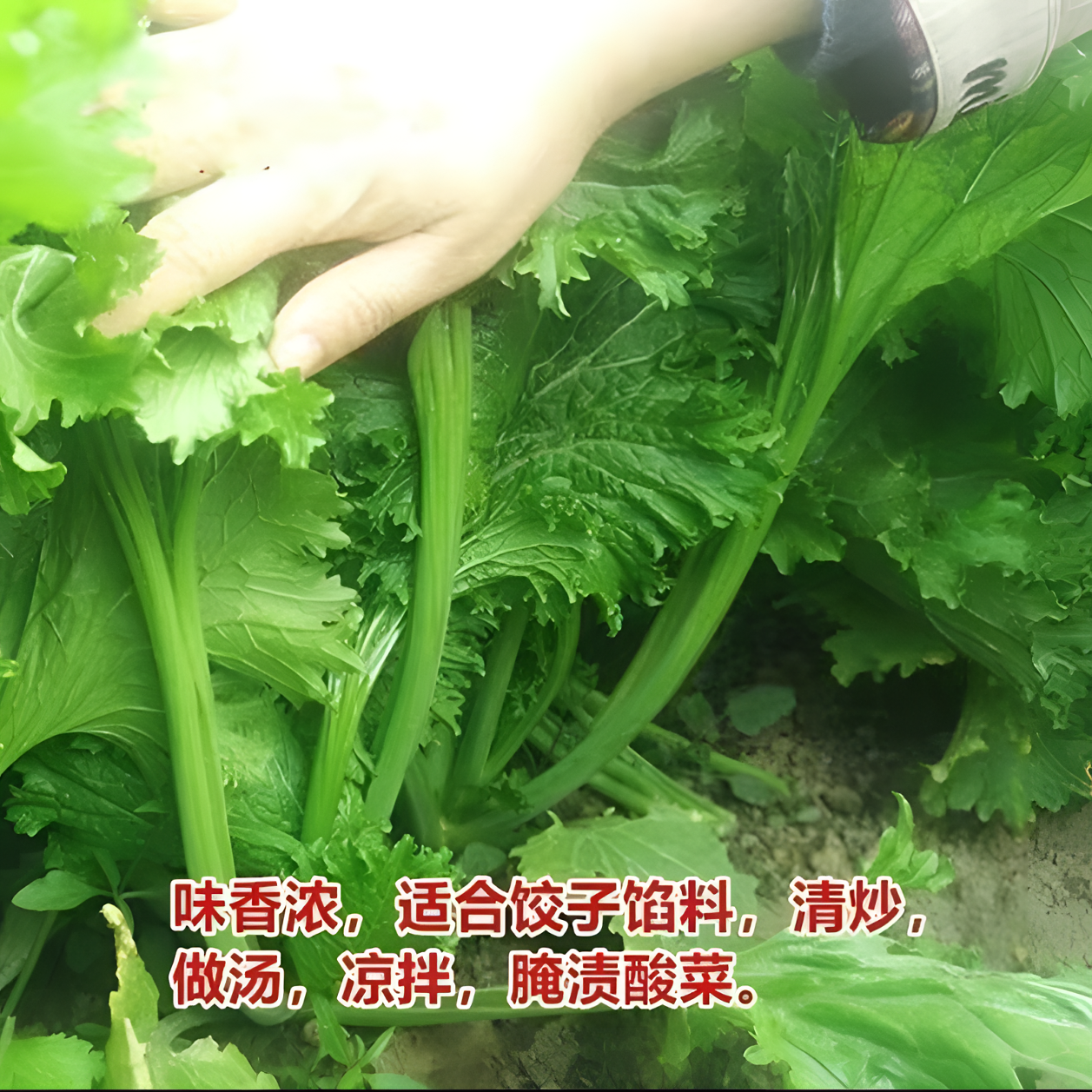 【饺子菜种子】家庭阳台小院盆栽地栽四季种植饺子菜