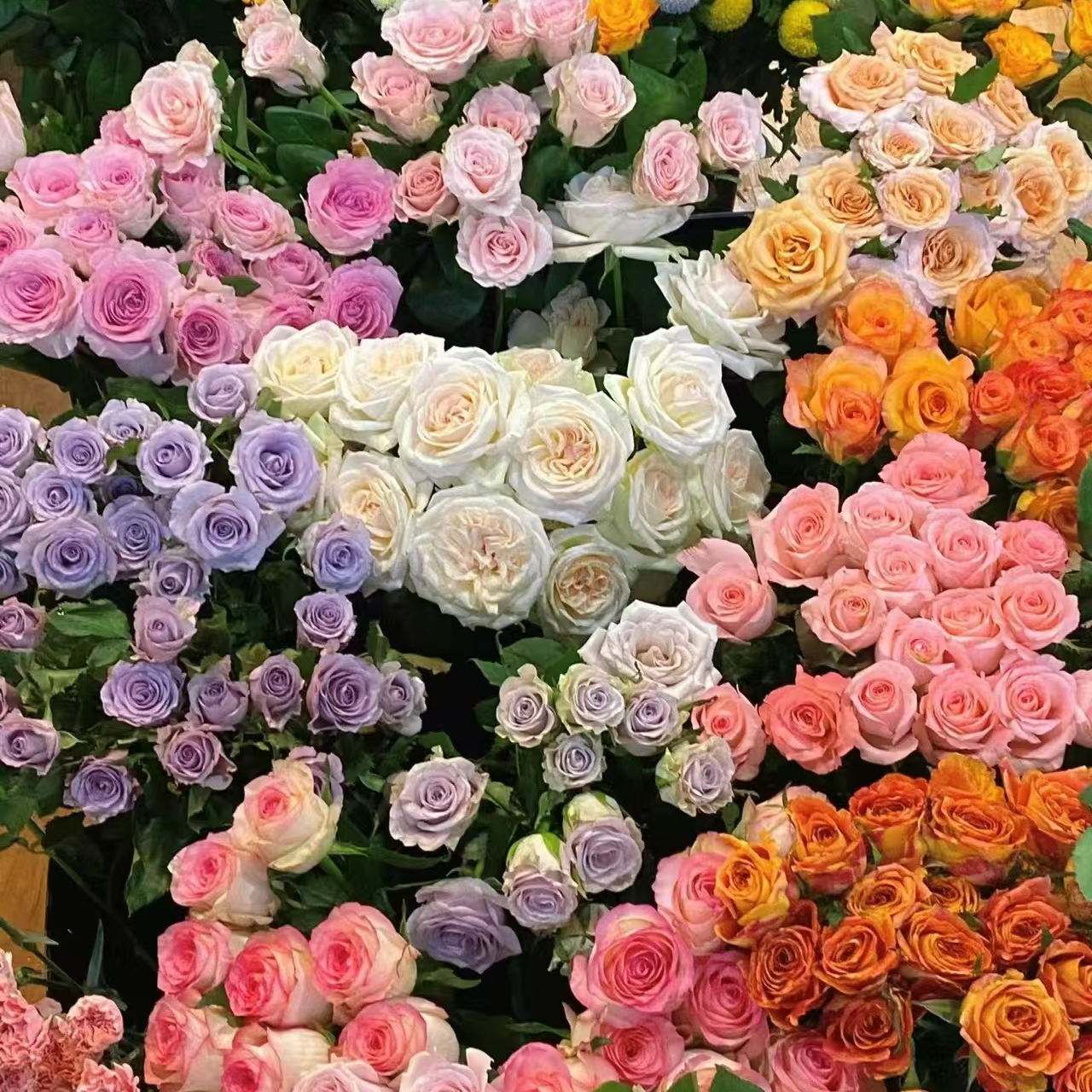 【顺丰包邮】A1套餐：艾莎+香槟+橙芭比+苏菲+黄莺