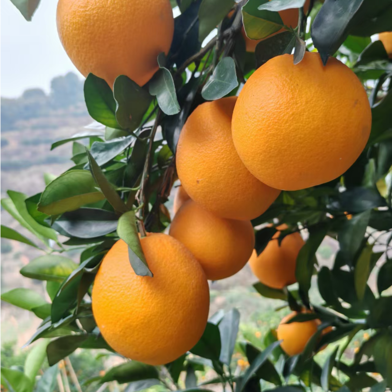 【京东】现摘正宗赣南脐橙赣州江西当季新鲜水果橙子4.5斤 酸甜可口