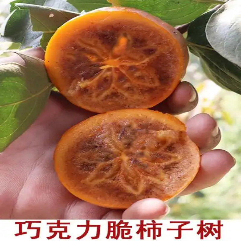 新品种巧克力脆柿子树苗南方北方种植黑甘树苗黑金柿子苗树果树苗