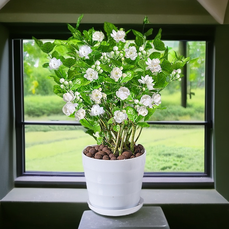 茉莉花盆栽带花苞开花芳香美观四季常绿易活室内外阳台庭院树苗