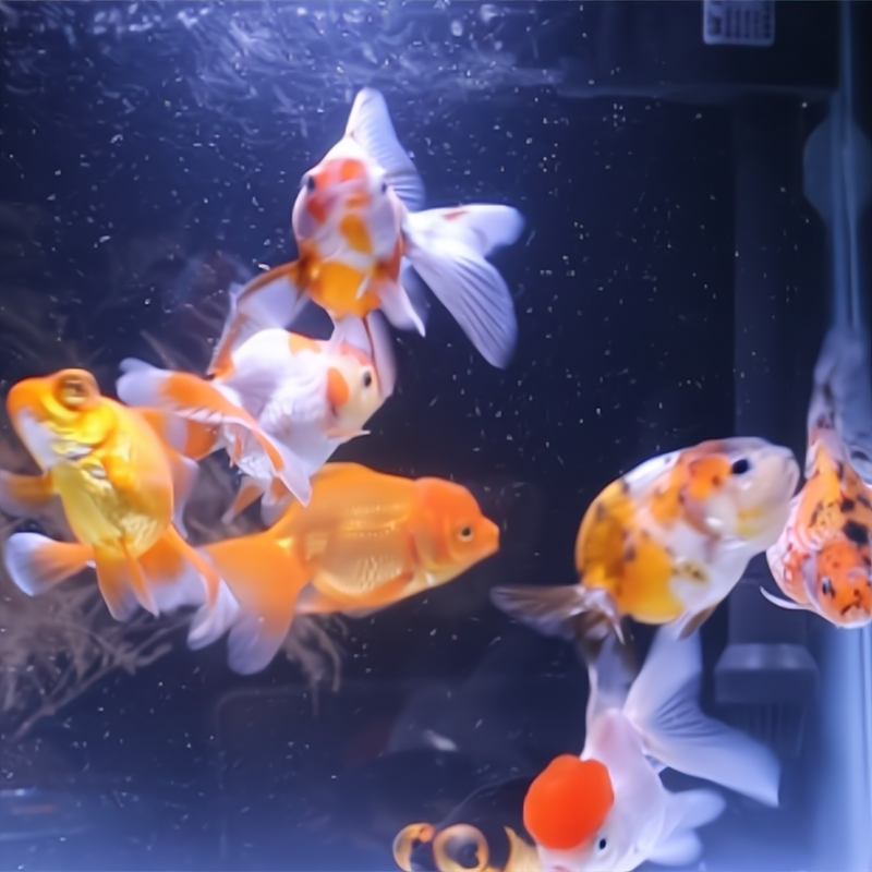 06-08cm 9条 观赏鱼 国粹金鱼 好养好活（7条包活+2条备损）