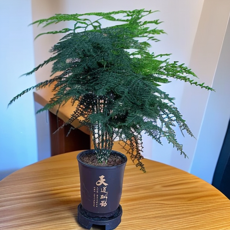 Z文竹盆栽植物室内客厅办公室绿植花卉桌面小盆景好养四季常青