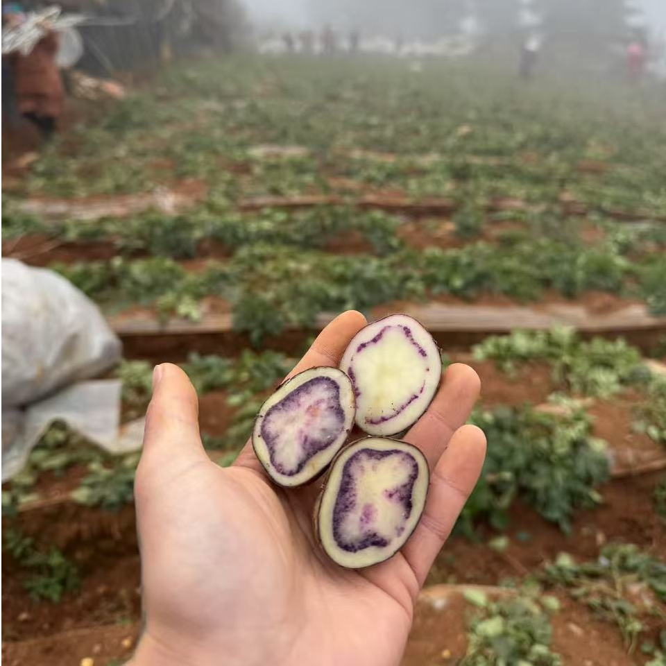 云南文山丘北舍得高原紫洋芋老品种，种植基地直发包邮包售后