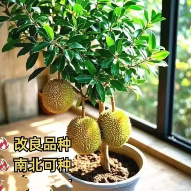 【新疆包邮】耐寒耐热榴莲果树苗南疆北疆均可种植当年结果