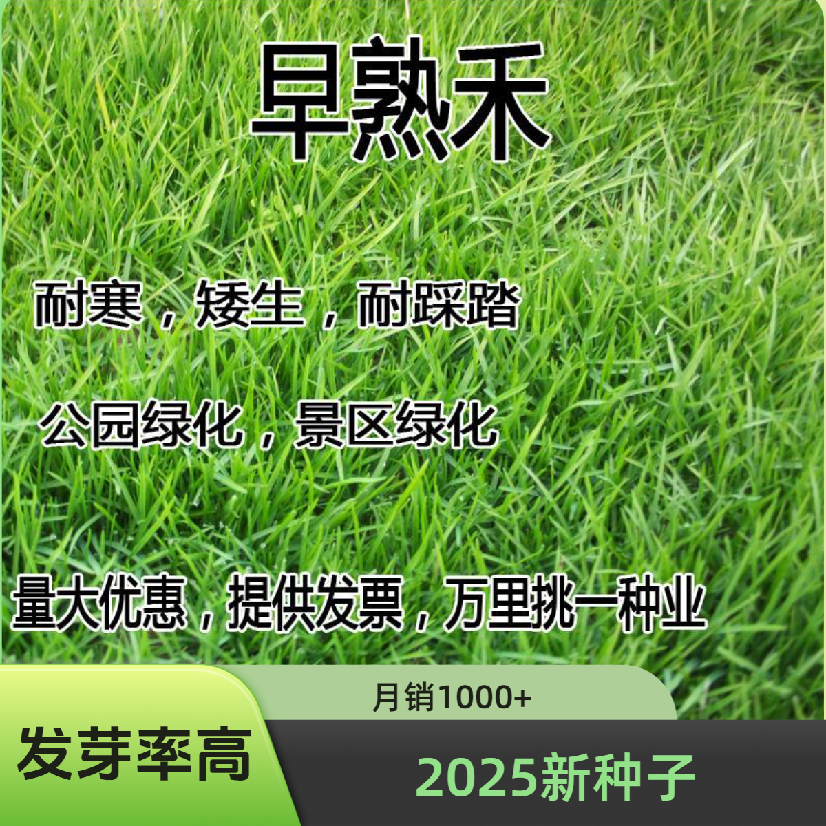 早熟禾2025新种草坪矮生耐寒耐踏四季常青免修剪庭院绿化高发芽率