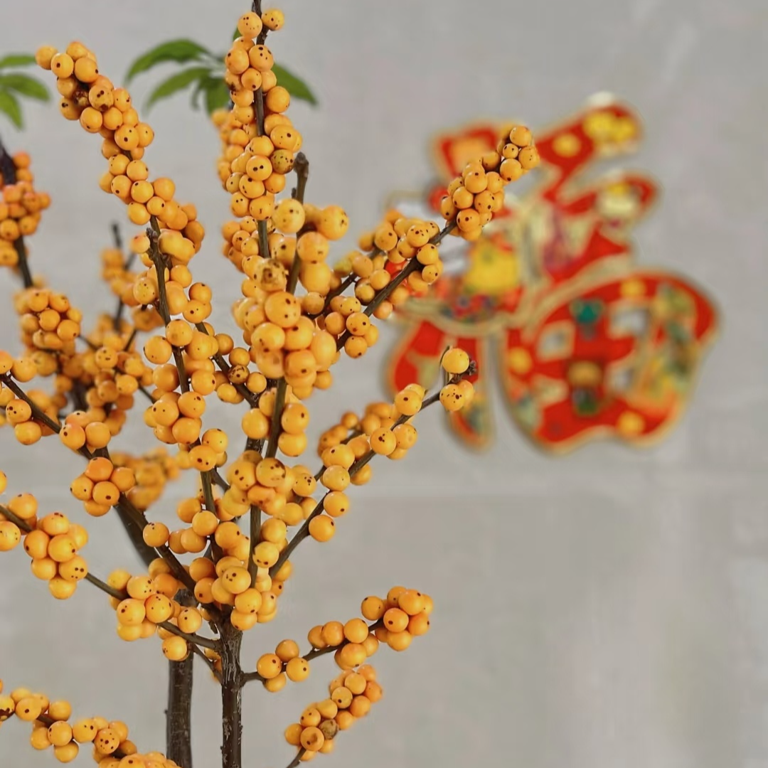 冬日奇迹——北美冬青鲜切花室内水培家用山东基地直发鲜花花卉橙色