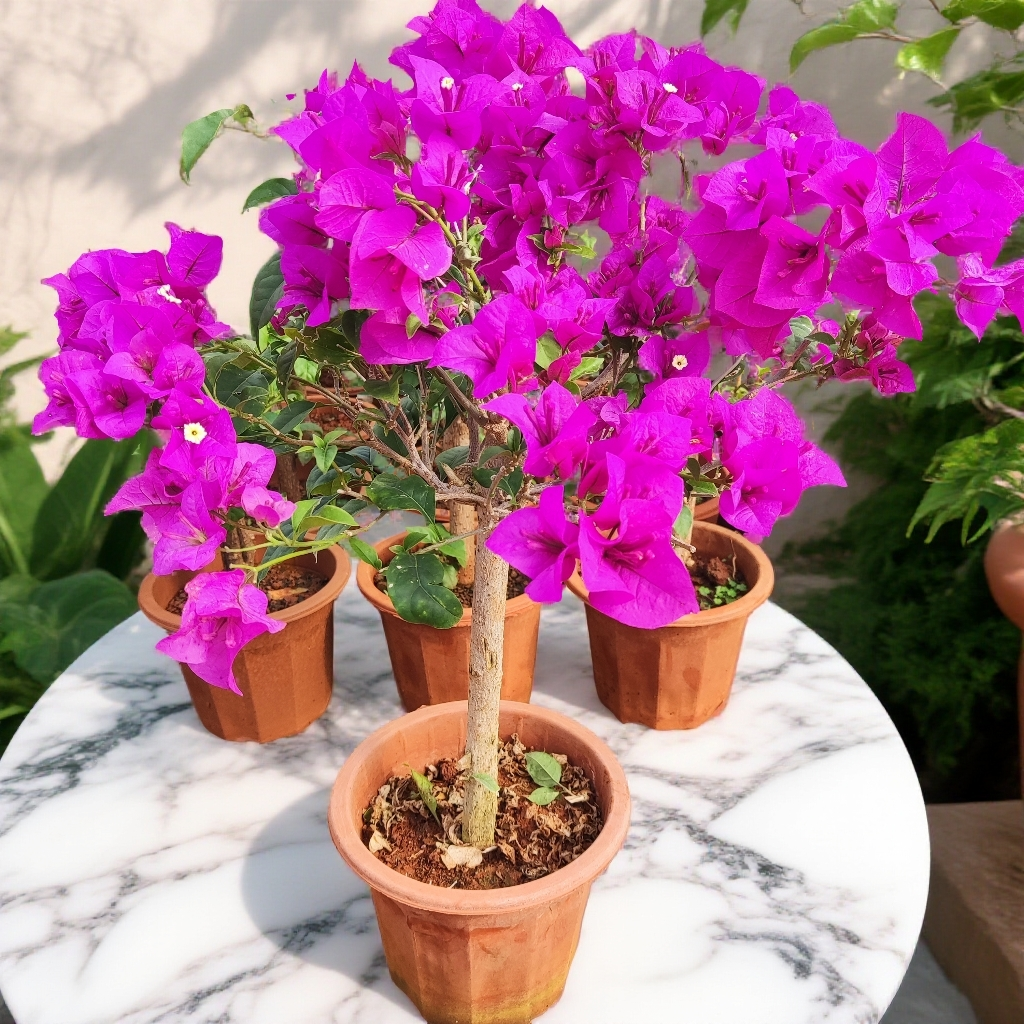 安格斯云南紫三角梅 发货运输可能掉花叶介意勿拍 耐热好养 易活