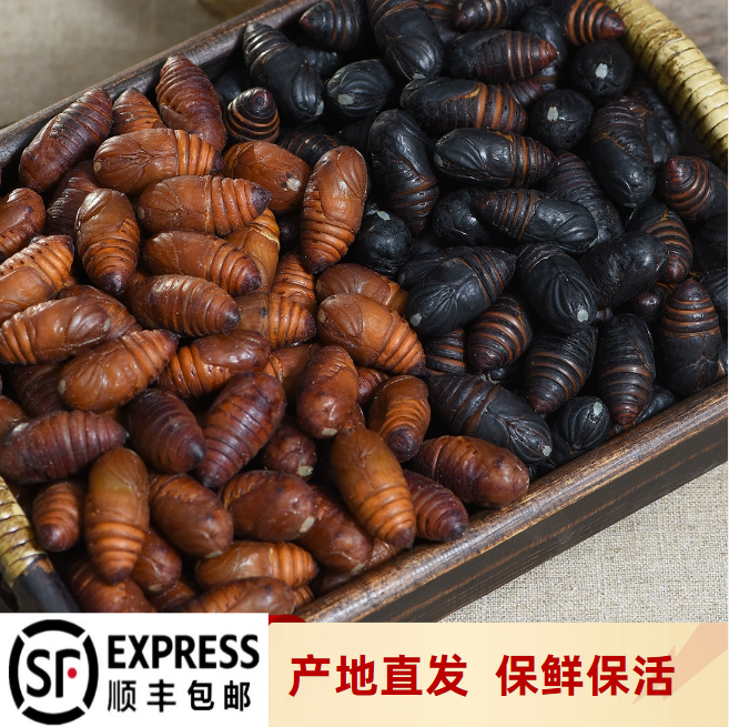 【鲜活发货】2025年东北柞树蛹 高蛋白优质营养 保鲜不保活