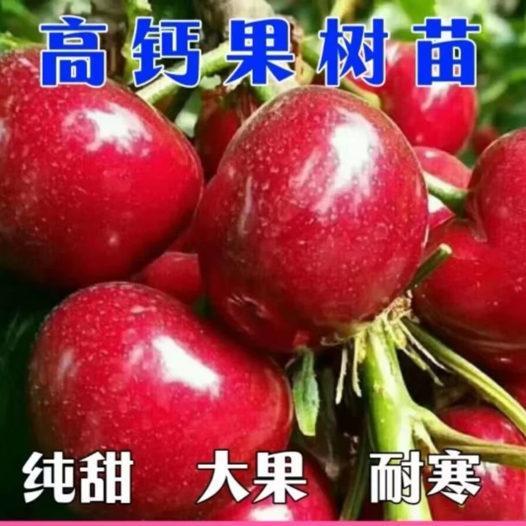 【红果钙果苗】高钙钙果南北方抗寒农大钙果盆栽地栽四季种植果树苗