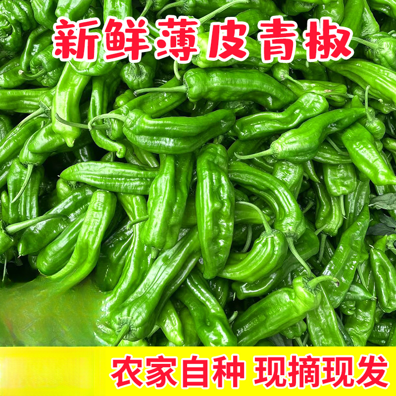 苏北农家自种新鲜虎皮薄皮青辣椒青椒菜椒牛角椒时令蔬菜现摘当季