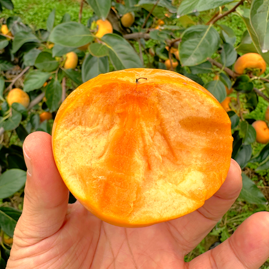 【收到直接吃】阳丰脆柿子巧克力糖心脆甜柿子新鲜现摘当季水果正宗