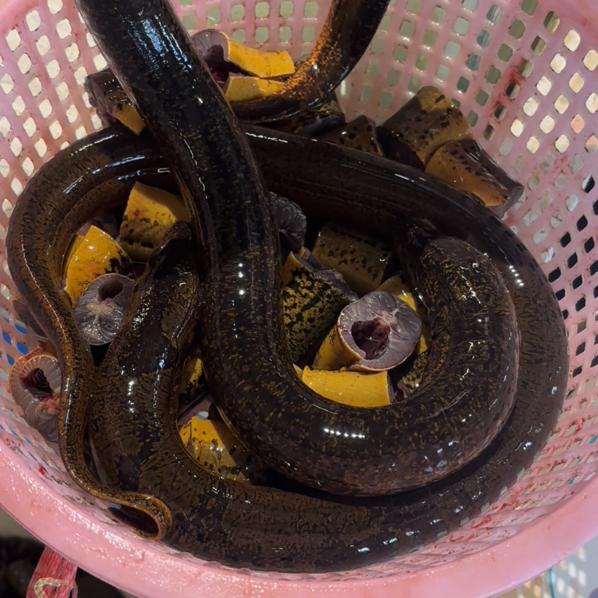 崇明生态大黄鳝2条装 1斤 冰鲜活杀净膛 整条