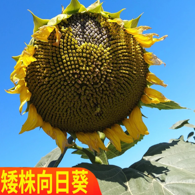 【三道眉葵花籽种子】黑三道眉食葵矮大头葵花籽