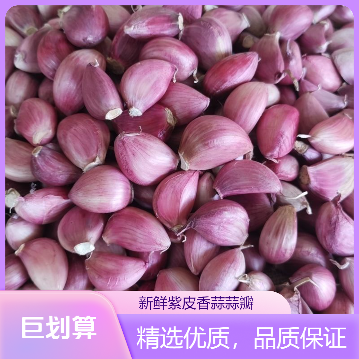 【2025云南蒜瓣】可吃可种紫皮蒜瓣香蒜新干蒜老品种去皮蒜瓣精品