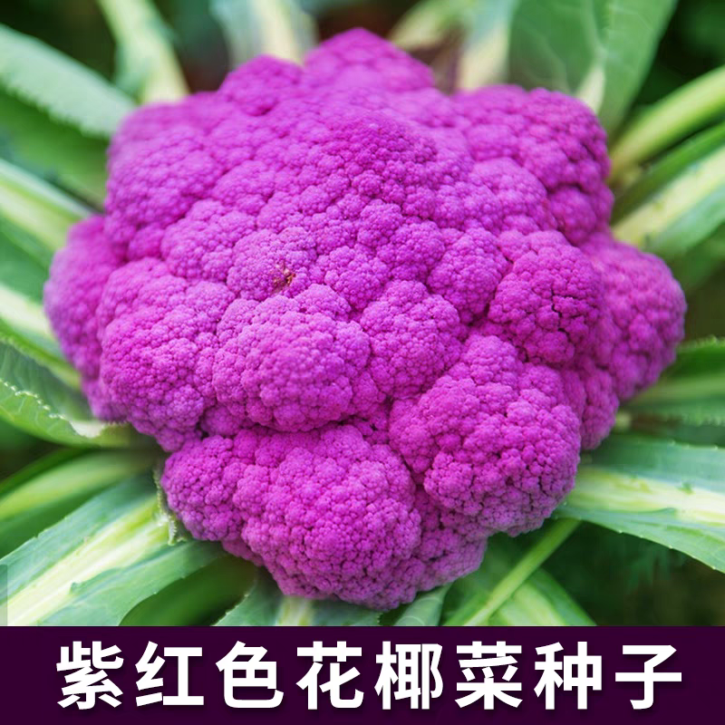紫色花菜种子 花椰菜西蓝花松花菜种籽四季蔬菜种子阳台小院种植