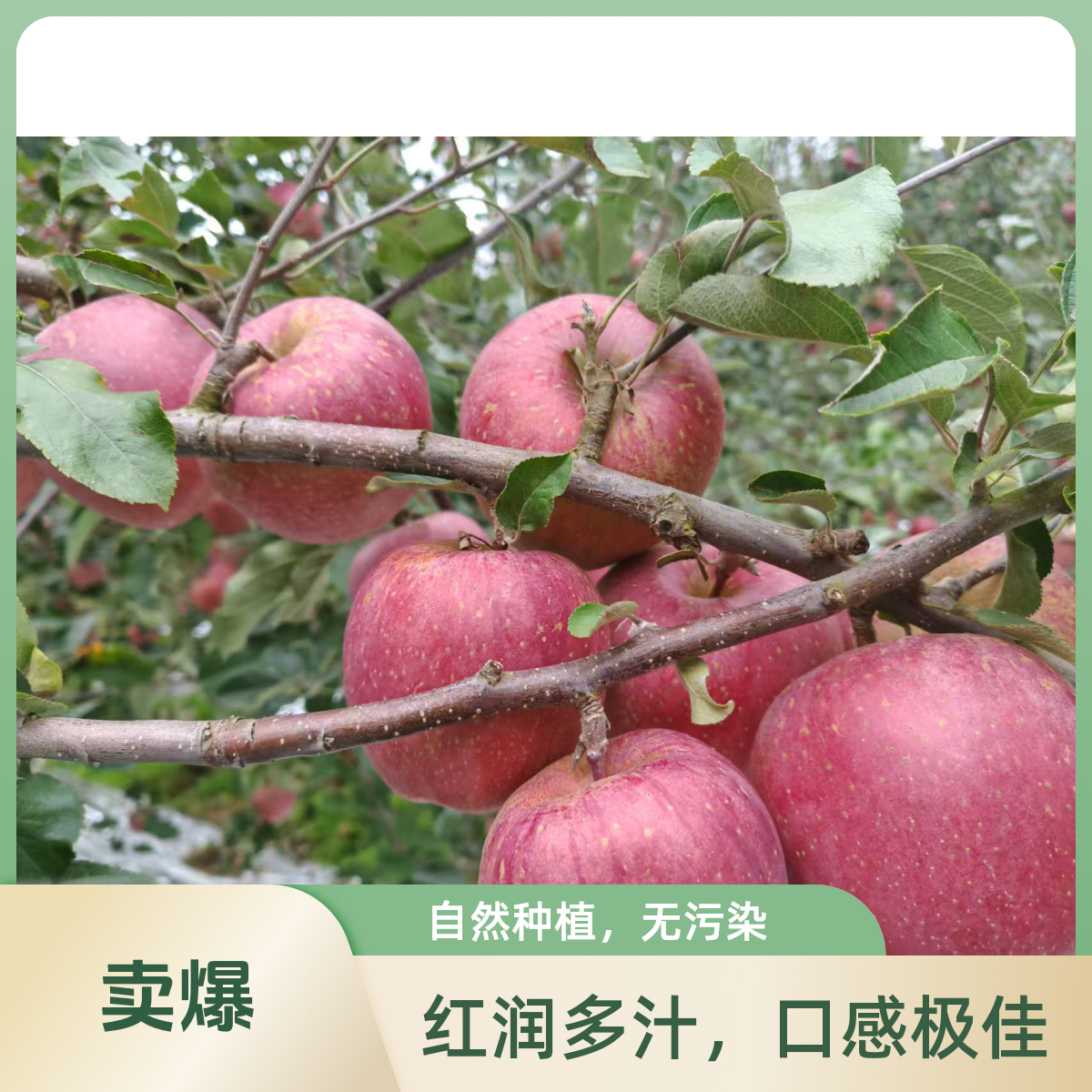 云南昭通丑苹果冰糖心脆甜新鲜现摘应季水果通糖心丑苹果包邮