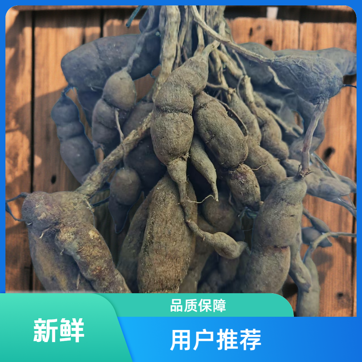 新鲜雪里见  中药材雪里开250克纯天然中草药地雷子包邮