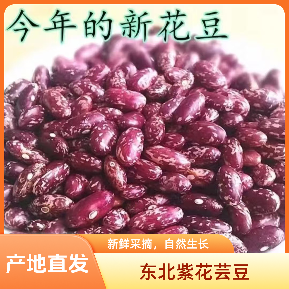 【10月份新紫花芸豆】东北紫花芸豆饭豆产地直发