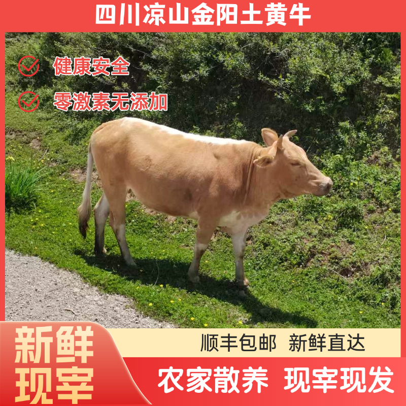 四川凉山金阳草饲散养新鲜小黄牛肉新鲜宰杀 冷链现发3斤/5斤装