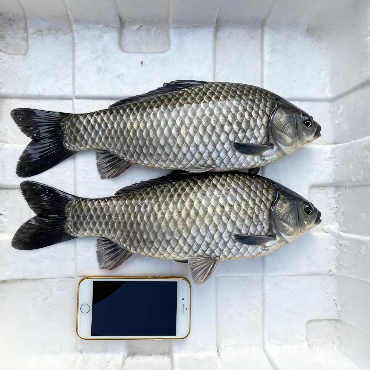 彭泽鲫鱼 大白鲫 芦花鲫鱼 淡水鱼