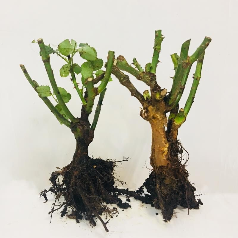 三棵【玫瑰老桩】花苗浓香花卉月季花大花盆栽观花绿植阳台室外庭院