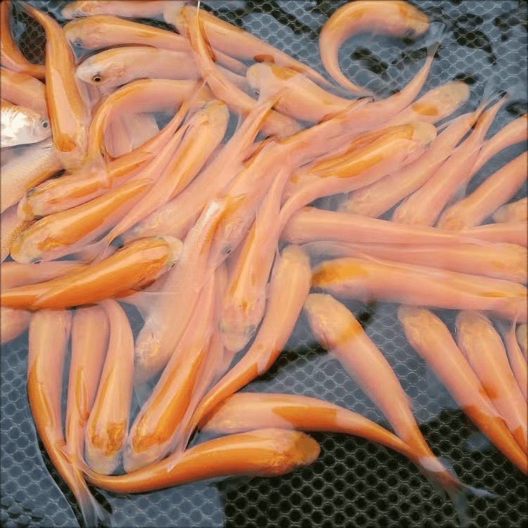 金丝草鱼常温淡水鱼各地适宜可食用可观赏鱼