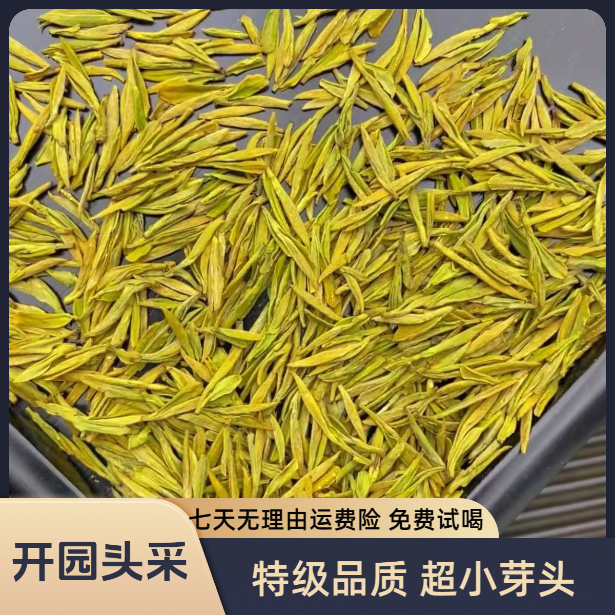 2025年头采特小芽 新茶特级黄金芽浓香型栗香豆香持久回甘小米芽