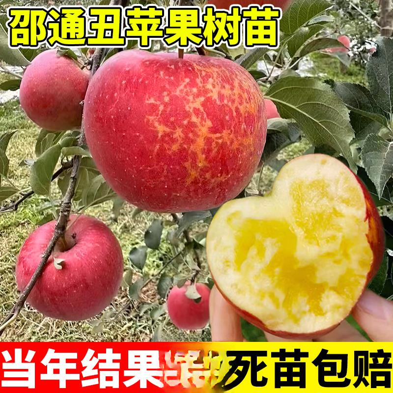 云南昭通丑苹果树苗嫁接特大冰糖心苹果树果苗南方北方盆地栽种植