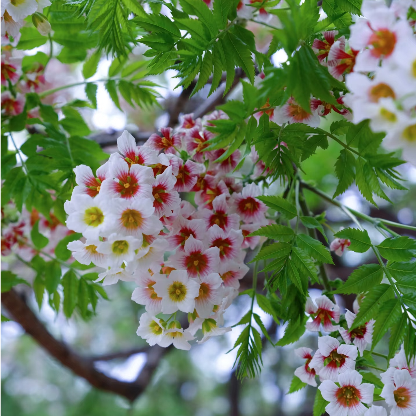 【文冠花种子】桔梗花四季易种阳台庭院盆栽地栽南北方四季种植