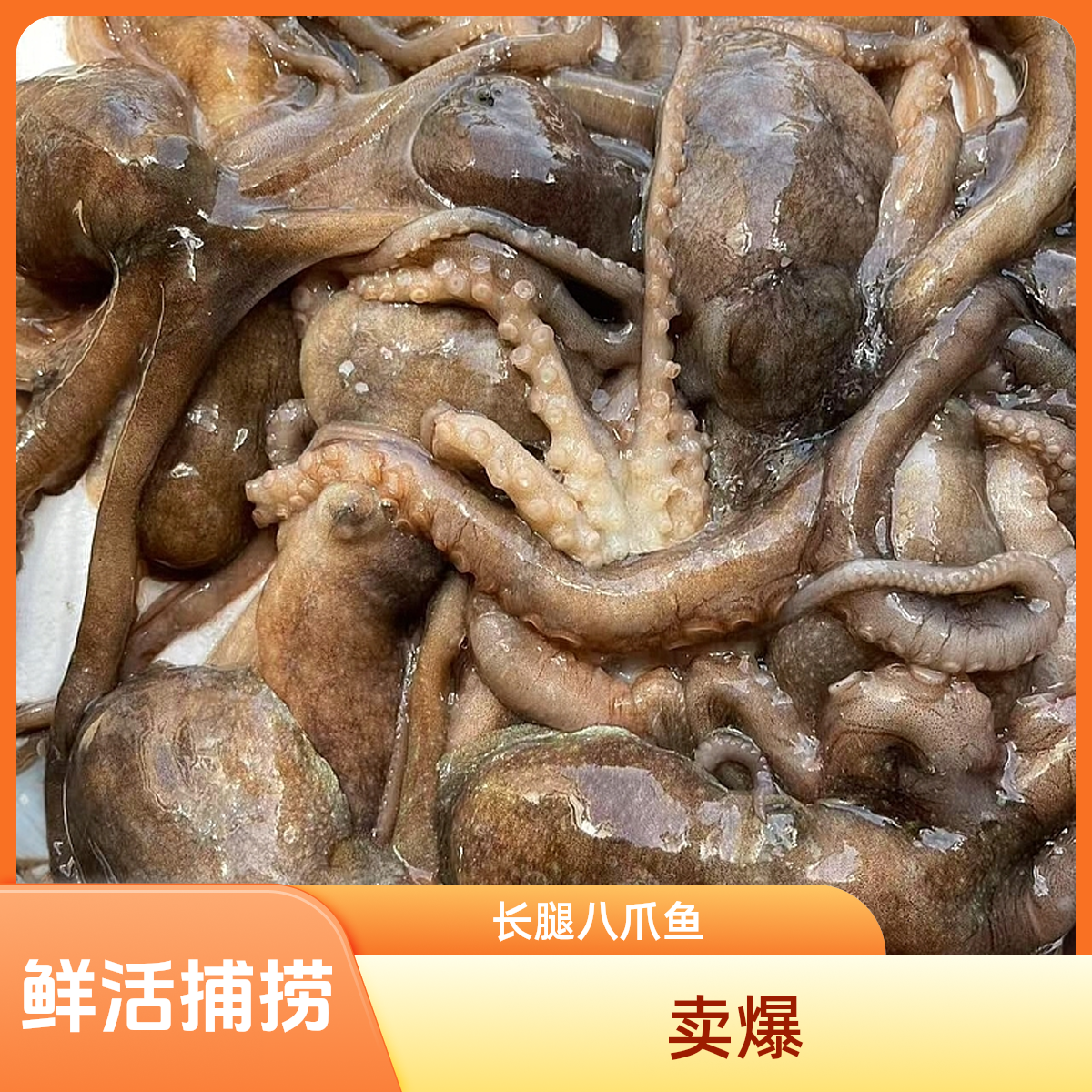 【长腿八爪鱼鲜活】大连渤海湾野生八爪自家渔船当天捕捞八爪鱼爪