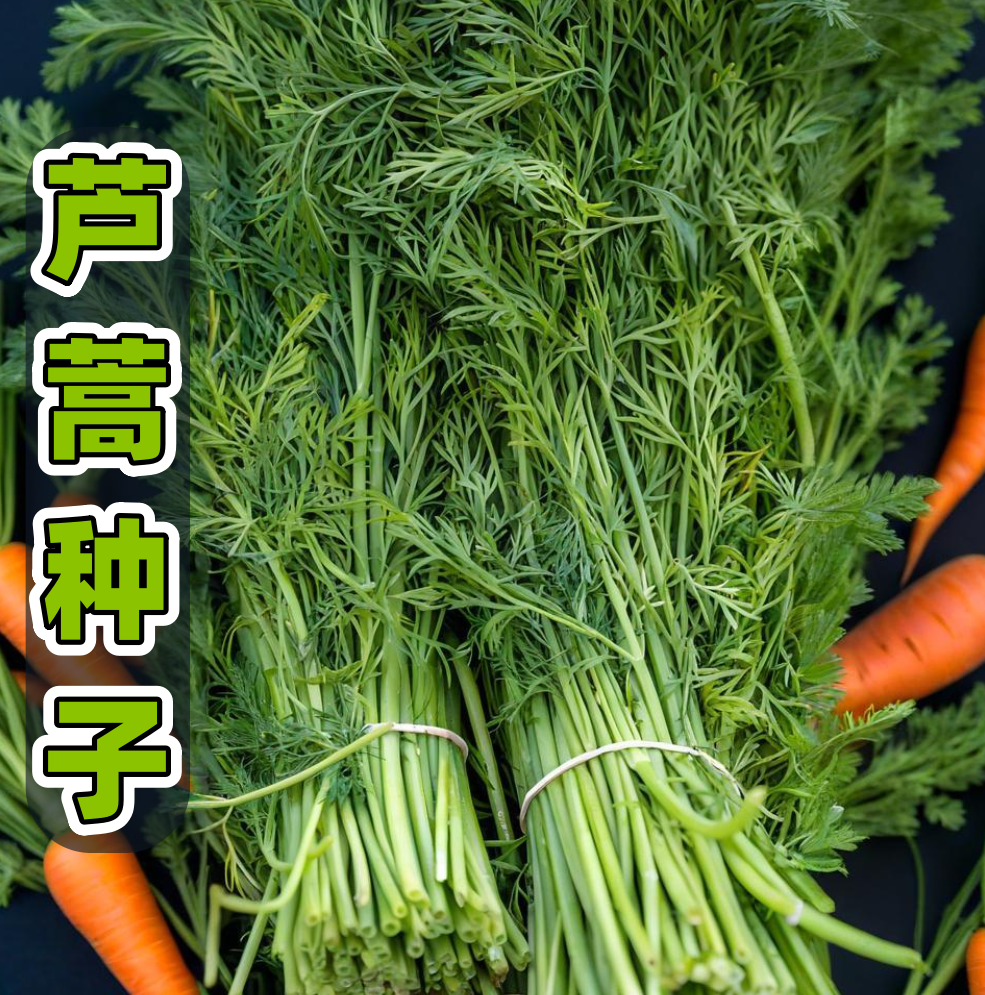 【芦蒿种子】家庭阳台小院四季种植盆栽地栽易种易活