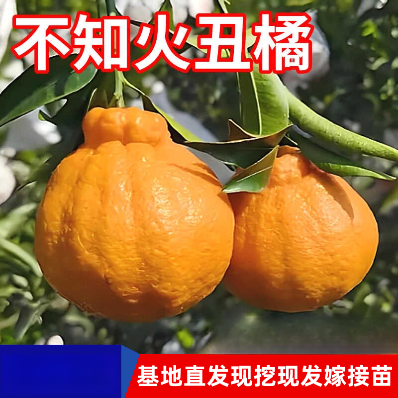 不知火丑橘苗树南北方庭院盆栽地栽嫁接丑八怪柑桔子树苗