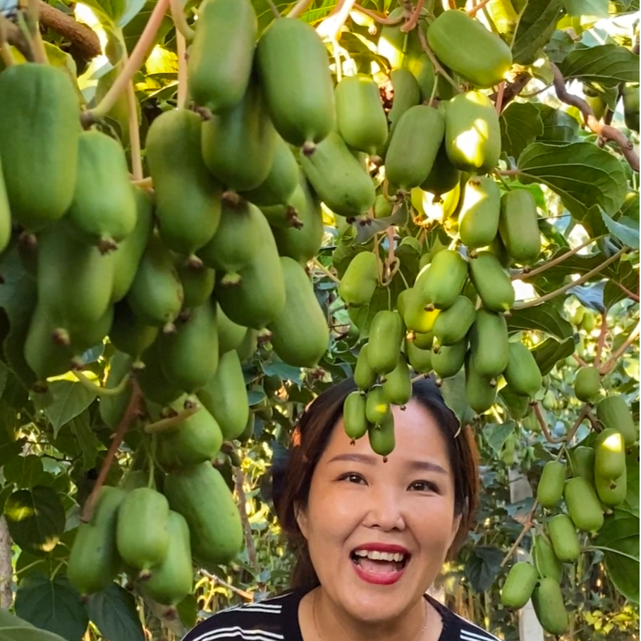 软枣猕猴桃果树苗