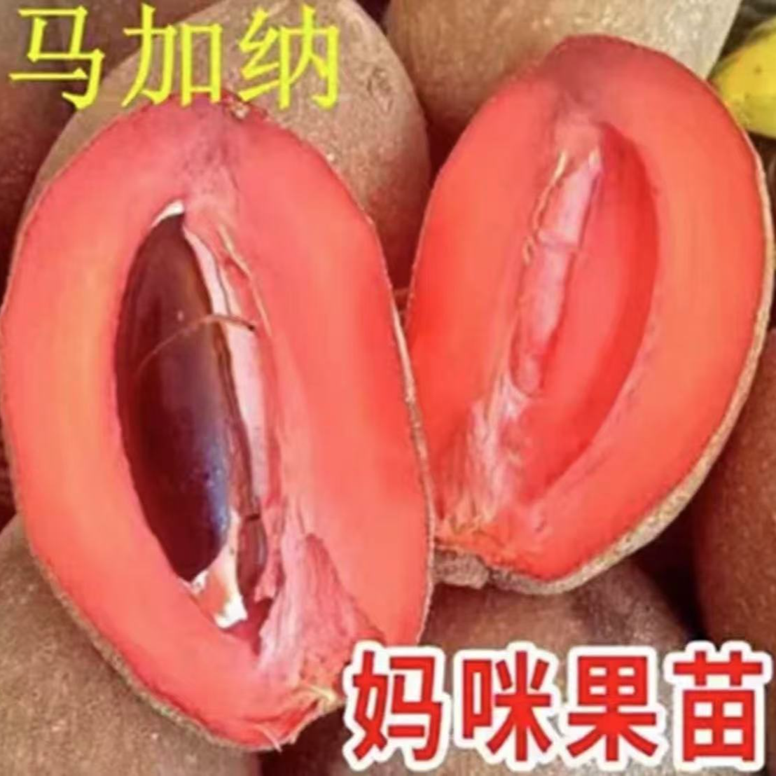 新品种马加纳妈咪果树苗盆栽地栽庭院阳台南北方四季种植果树苗