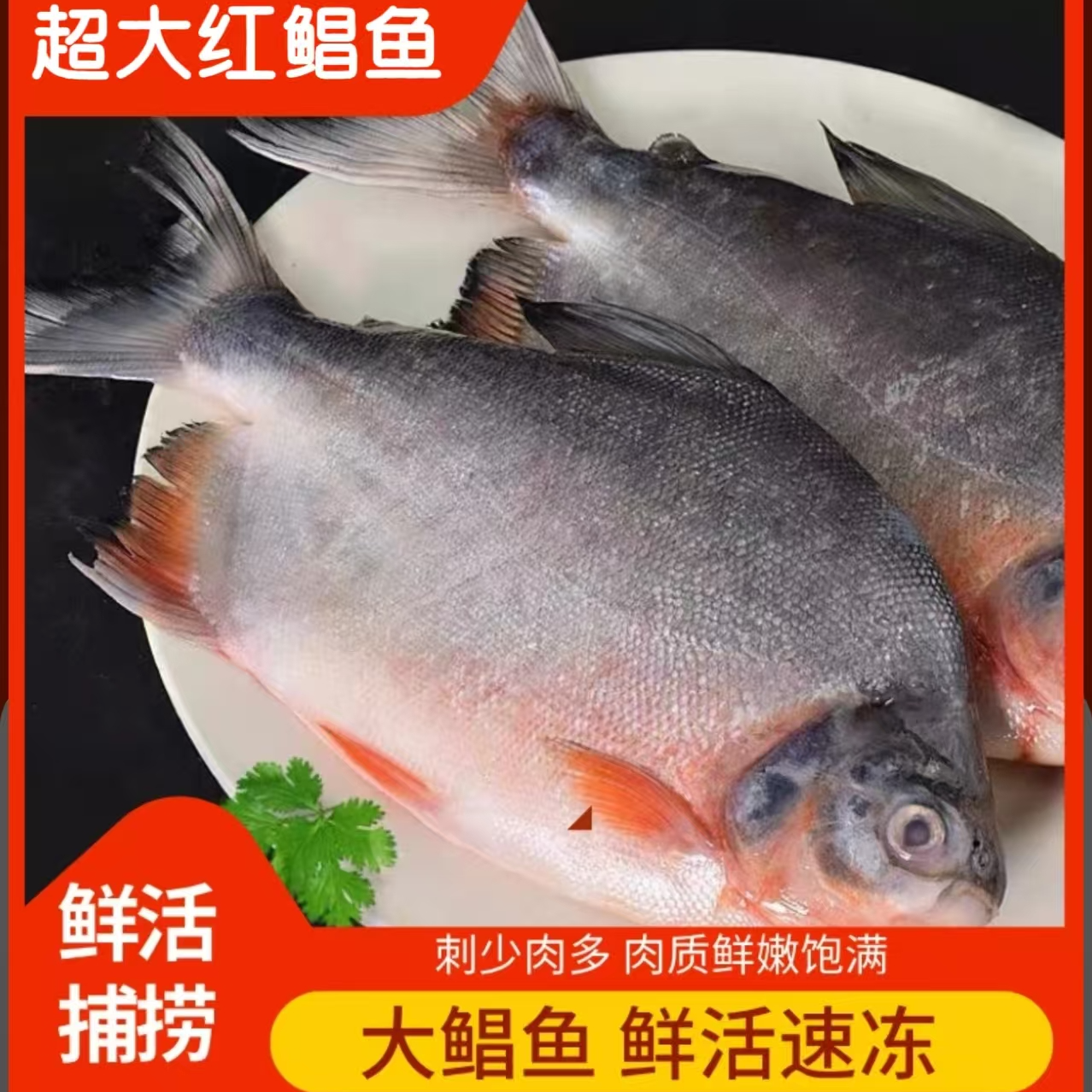 超大大号鲜活速冻红鲳鱼650g-750g/条净重6.5斤 肉厚刺少鲜美