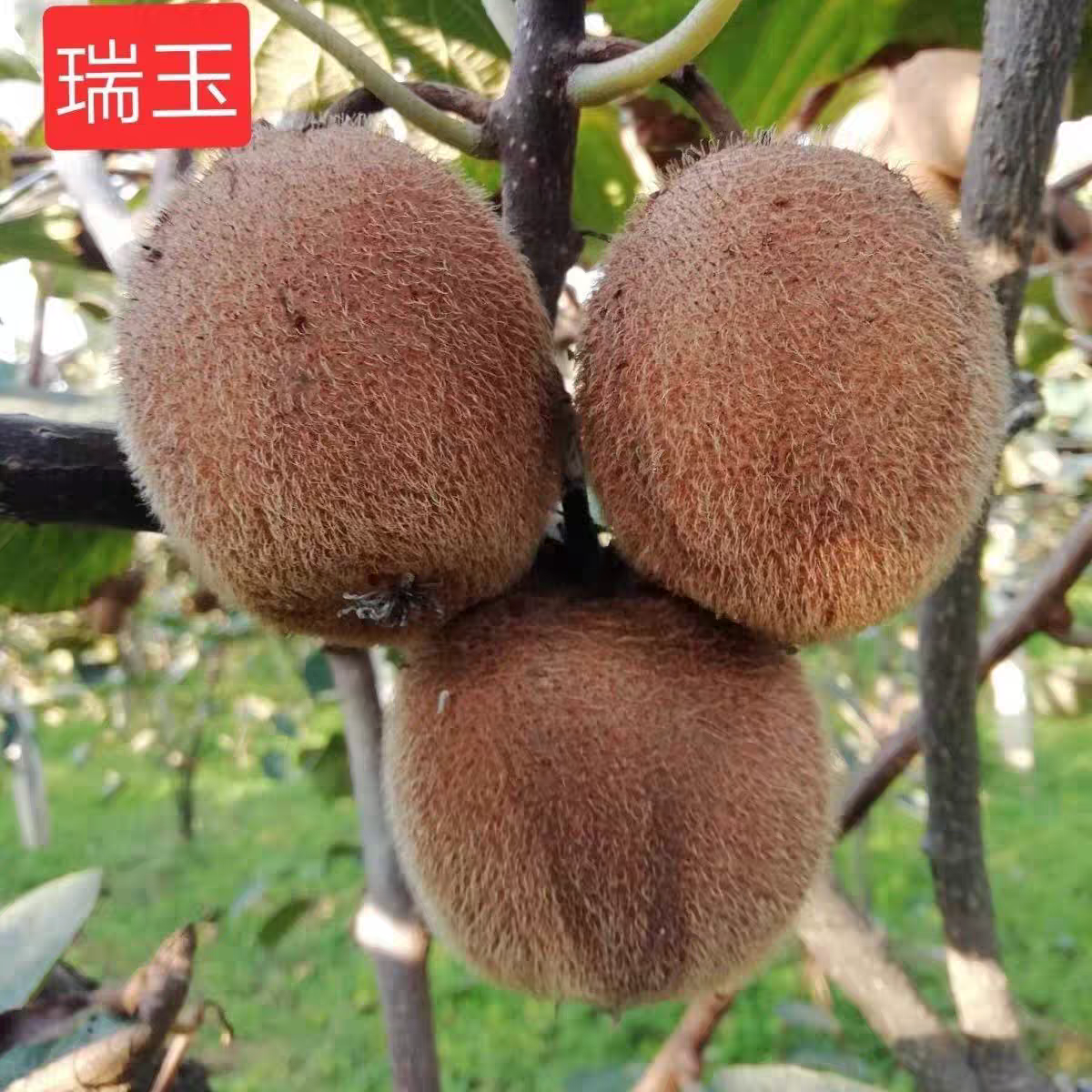 陕西瑞玉纯甜猕猴桃当季新鲜绿心奇异果香甜多汁