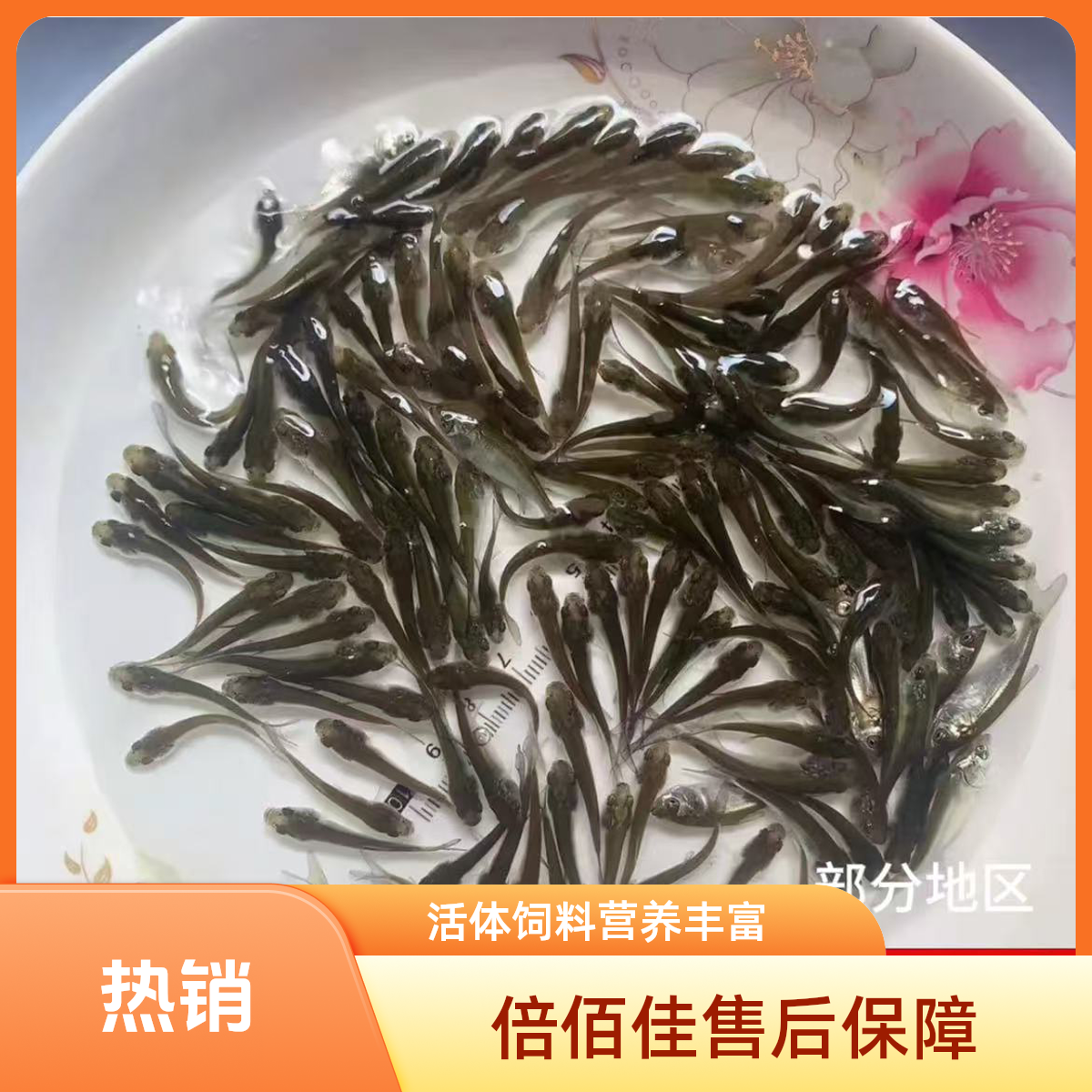 麦穗鱼喂乌龟喂六角喂宠物鱼食品龙鱼口粮小鱼活体饲料鱼苗