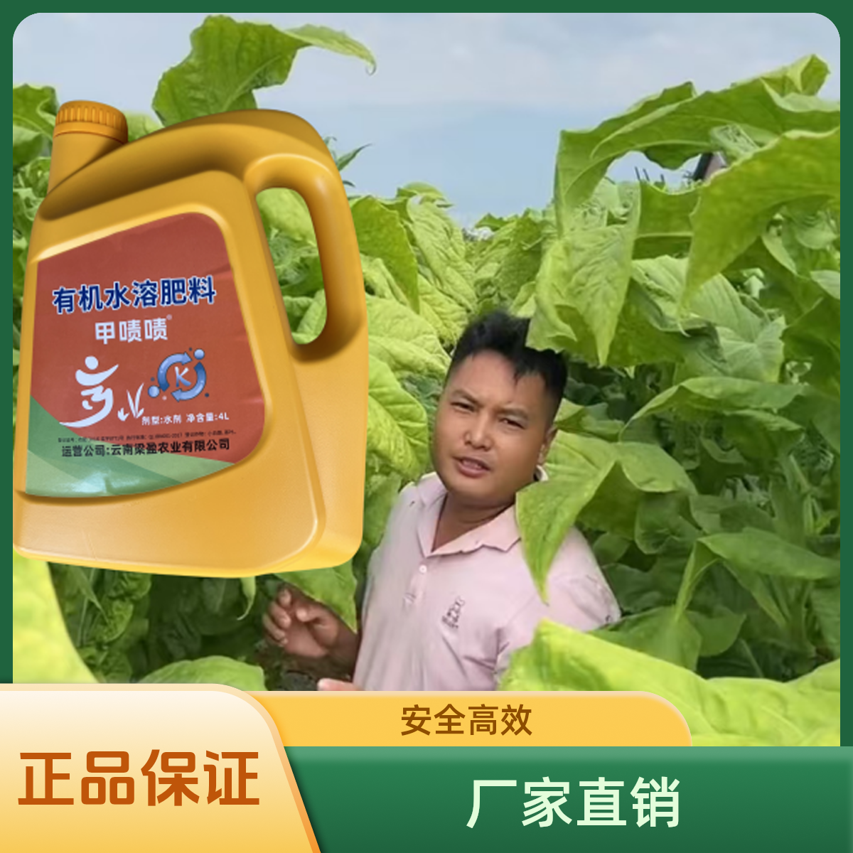 甲啧啧有机水溶肥4升增加叶片厚度油分分层落黄提质增产