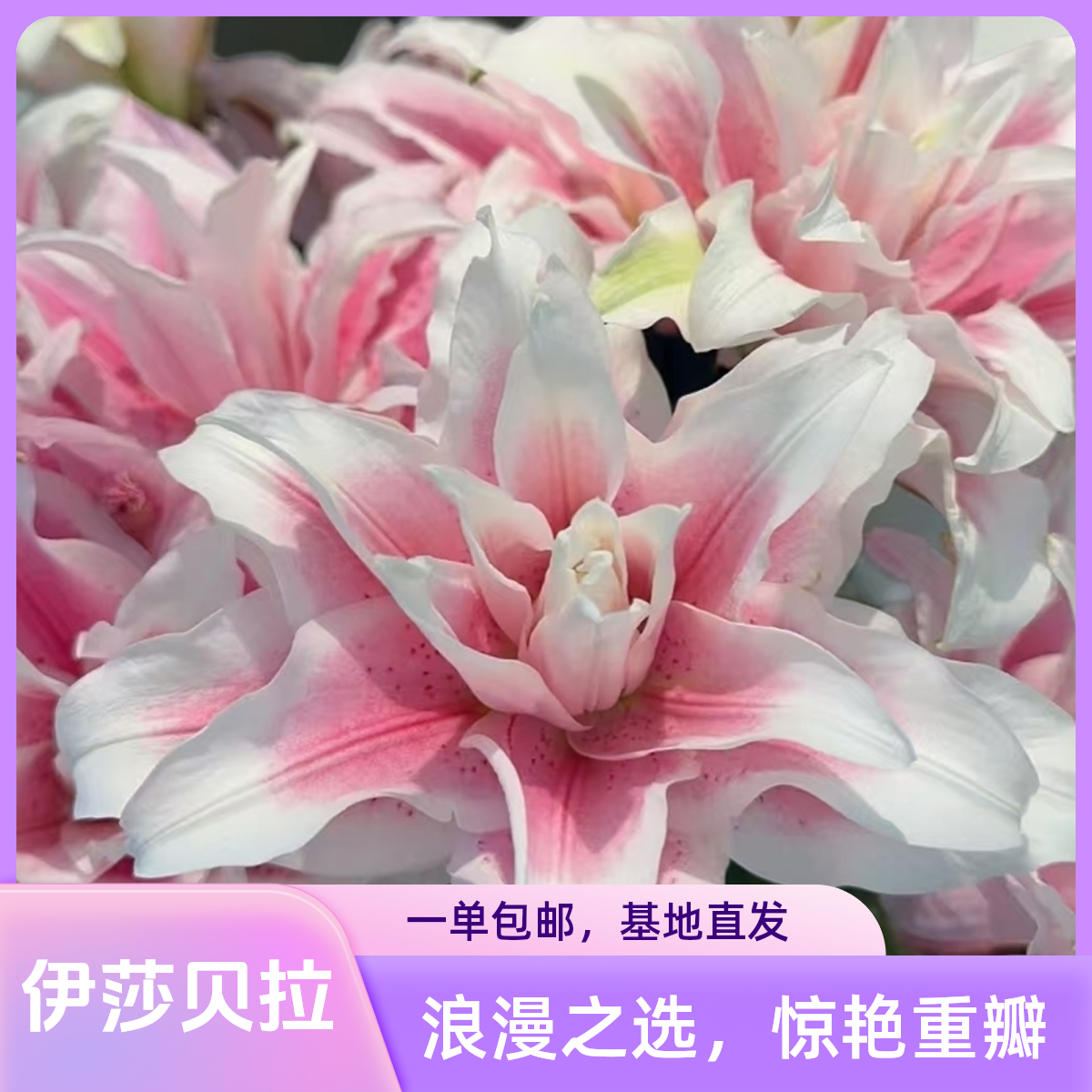 【伊莎贝拉重瓣香水百合】一单包邮云南鲜花基地直采直发百合花