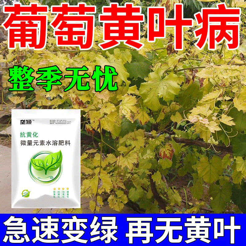 葡萄树黄叶专用水溶肥料葡萄黄化卷叶干叶枯萎一喷绿葡萄树专用肥