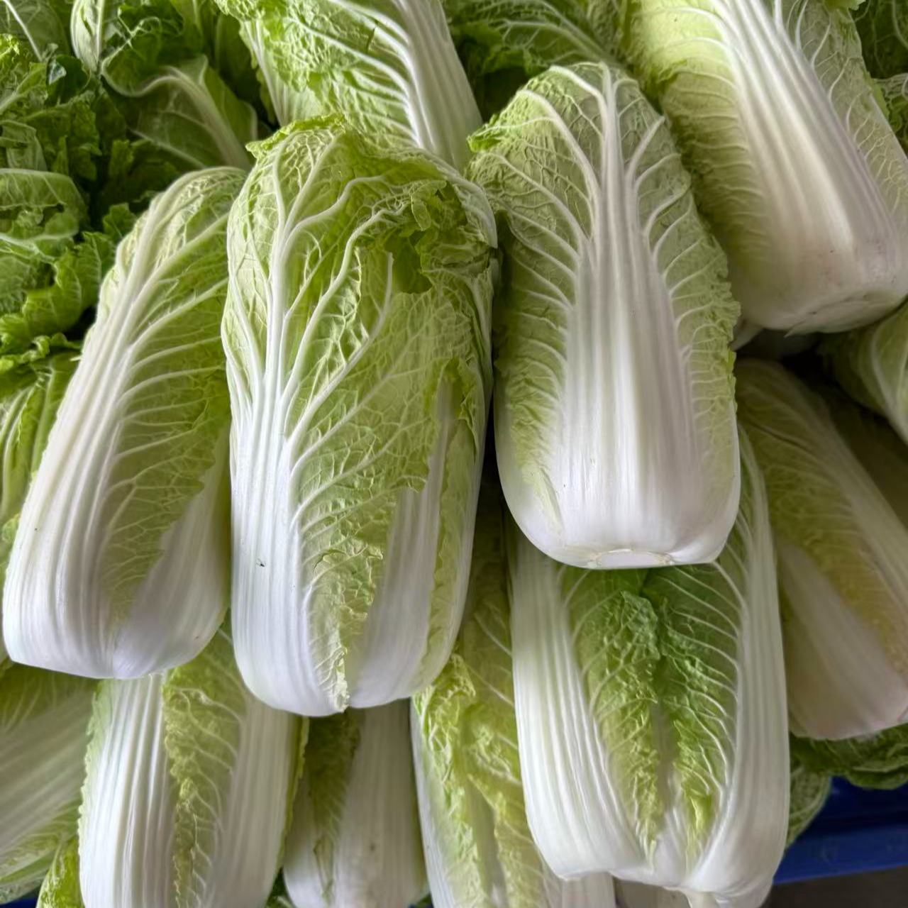 霜打湖北高原现摘黄心娃娃菜新鲜时令蔬菜清甜软糯适合火锅