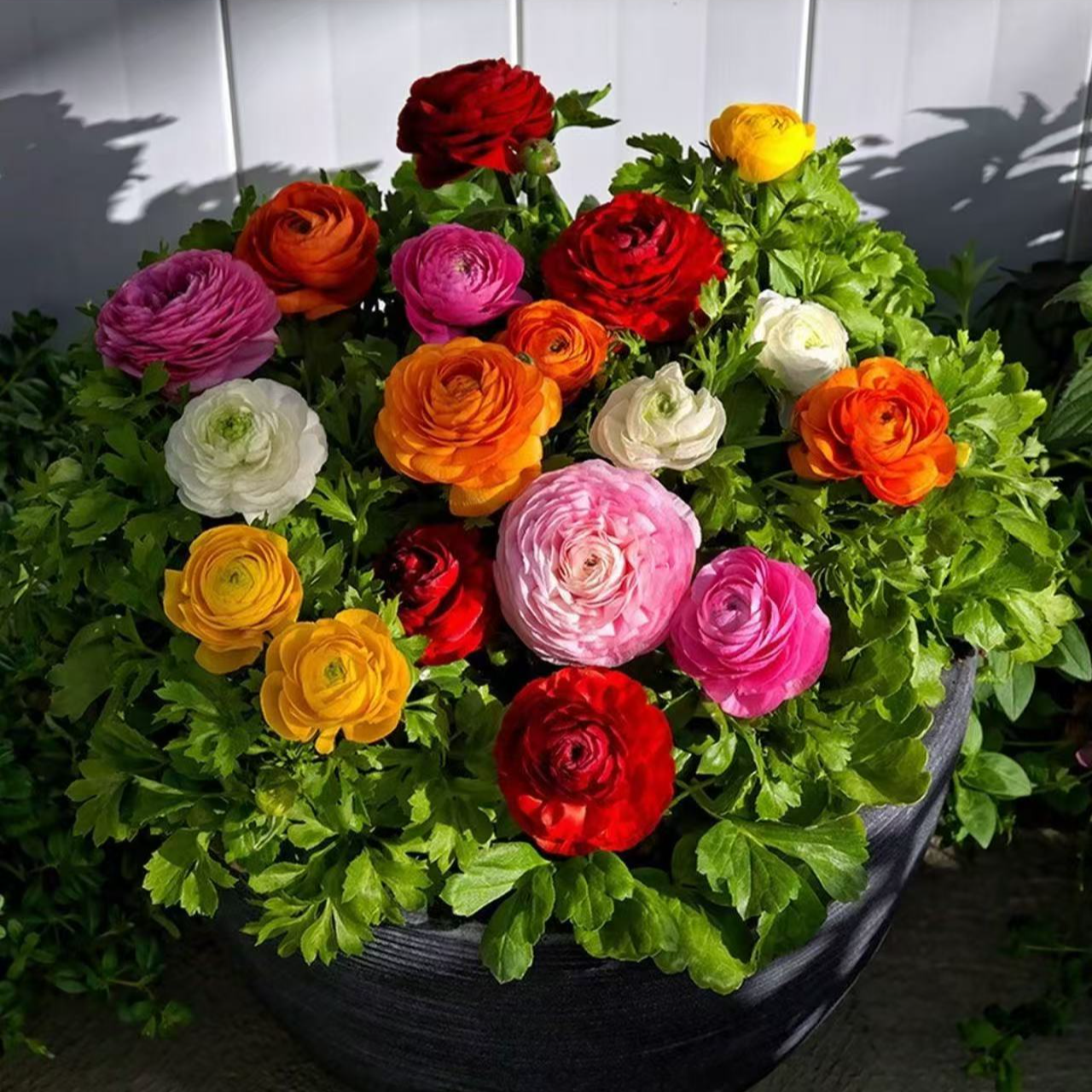 带芽花毛茛重瓣种球洋牡丹多年生种子盆栽根爪苗庭院耐寒四季花卉