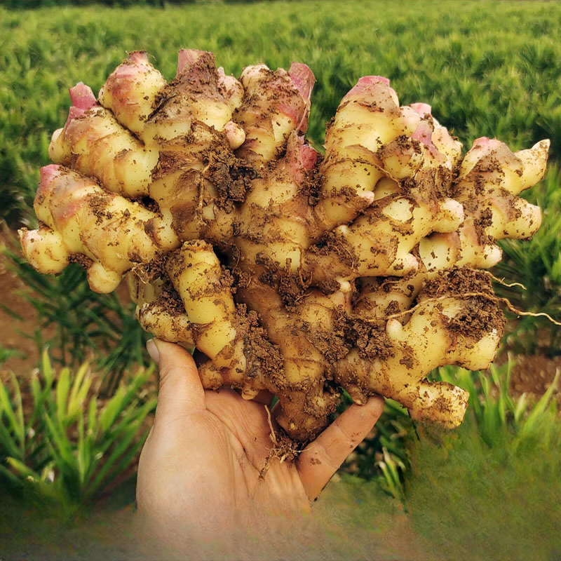 贵州小黄姜老姜生姜新鲜黄姜正宗现挖子姜嫩姜鲜姜嫩姜2斤二黄姜