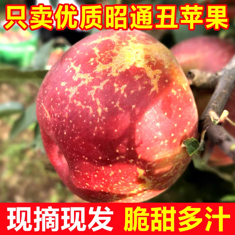 腾杰专卖云南昭通冰糖心丑苹果新鲜现摘脆甜多汁水果DR