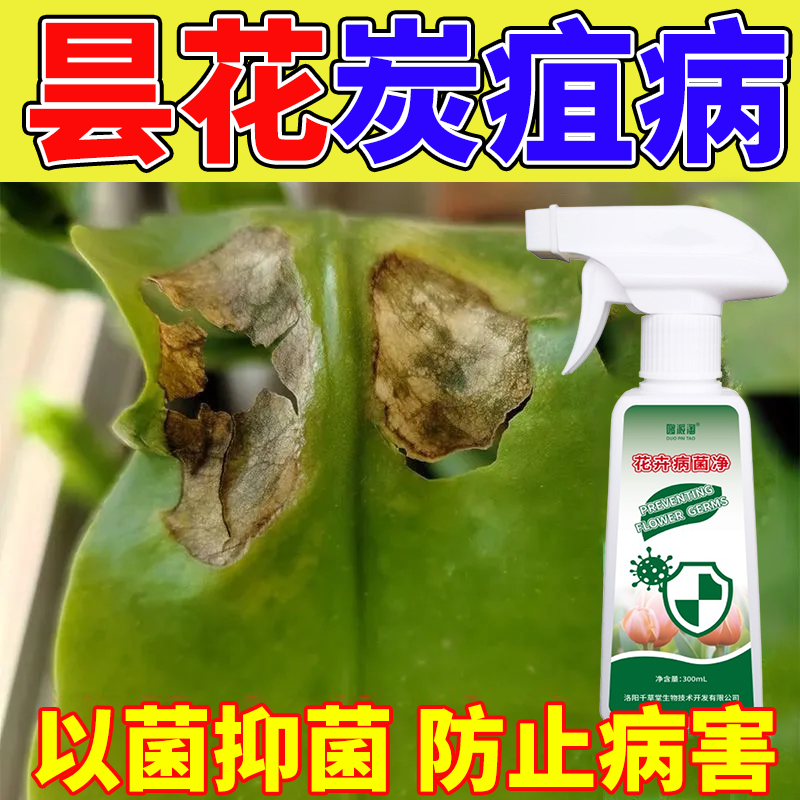 急救昙花炭疽病昙花病菌净家庭园艺专用喷剂昙花黄叶白粉病营养液