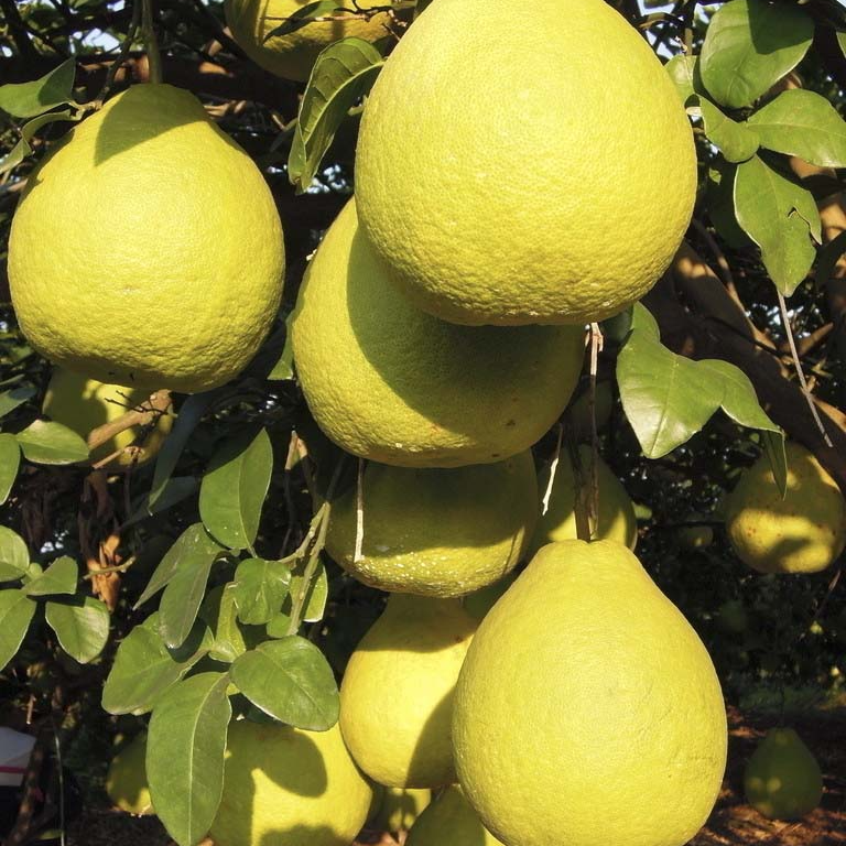 正宗沙田柚苗 嫁接柚子果苗 容县沙田柚子苗嫁接蜜柚子果树苗