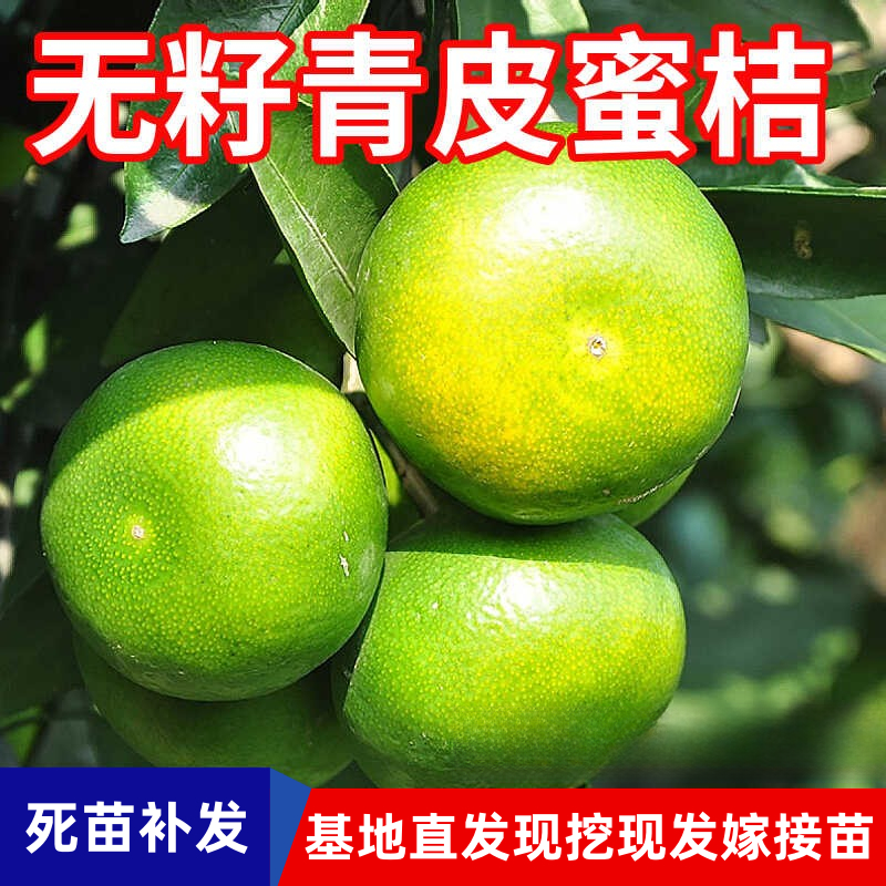青皮蜜桔树苗南北方地栽盆栽种植 嫁接早熟柑橘桔子树苗
