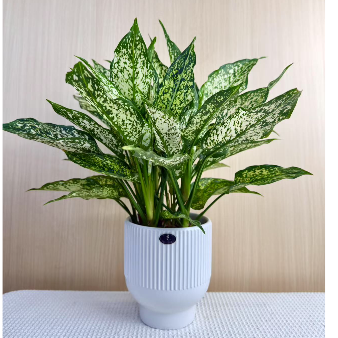 【多多花卉】翡翠皇后万年青绿植室内绿化常绿盆栽客厅常青